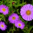 Hvězdnice keříčkovitá 'Heinz Richard' - Aster dumosus 'Heinz Richard'