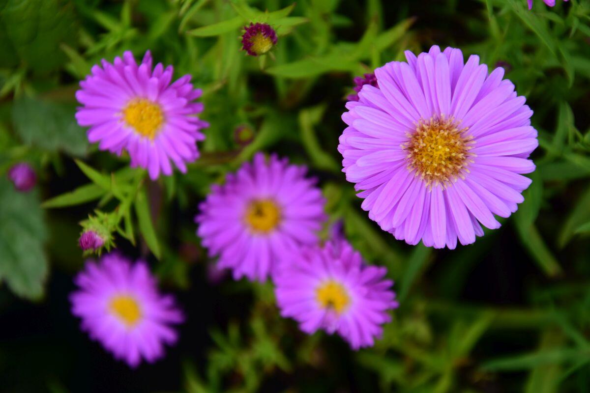 Hvězdnice keříčkovitá 'Heinz Richard' - Aster dumosus 'Heinz Richard'