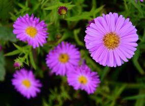 Hvězdnice keříčkovitá 'Heinz Richard' - Aster dumosus 'Heinz Richard'