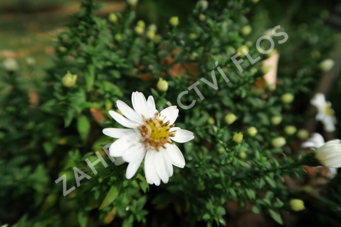 Hvězdnice keříčkovitá 'Niobe' - Aster dumosus 'Niobe'