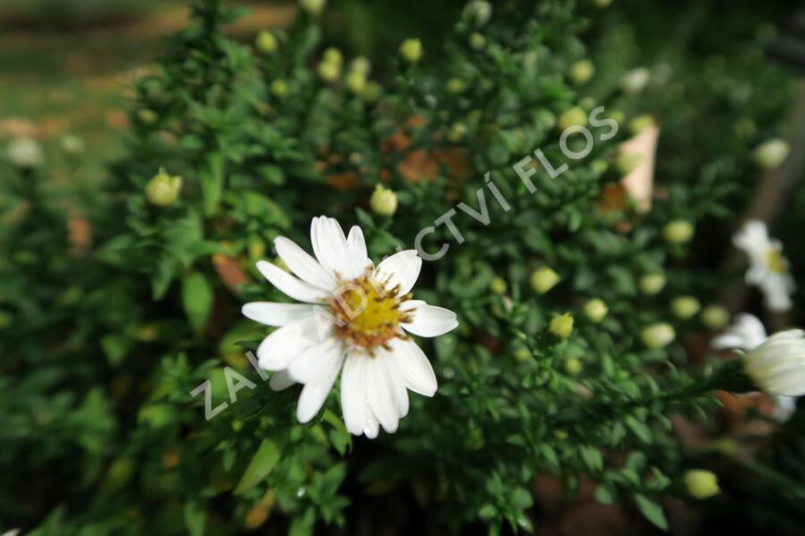 Hvězdnice keříčkovitá 'Niobe' - Aster dumosus 'Niobe'