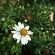 Hvězdnice keříčkovitá 'Niobe' - Aster dumosus 'Niobe'