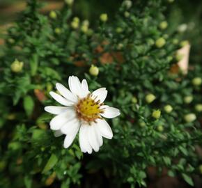 Hvězdnice keříčkovitá 'Niobe' - Aster dumosus 'Niobe'