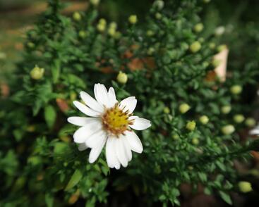 Hvězdnice keříčkovitá 'Niobe'