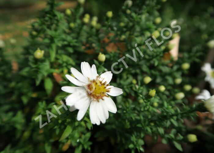 Hvězdnice keříčkovitá 'Niobe' - Aster dumosus 'Niobe'
