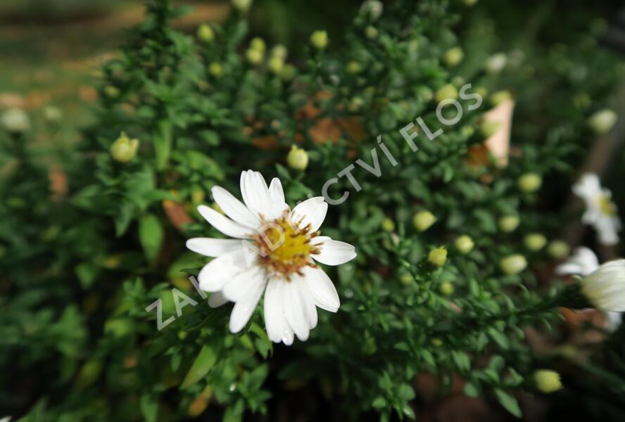 Hvězdnice keříčkovitá 'Niobe' - Aster dumosus 'Niobe'