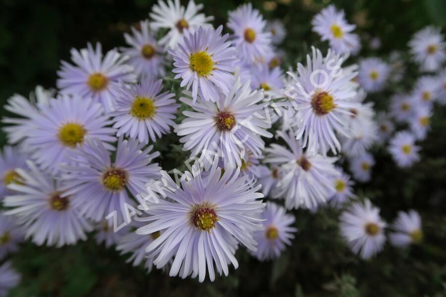 Hvězdnice keříčkovitá 'Silberteppich' - Aster dumosus 'Silberteppich'