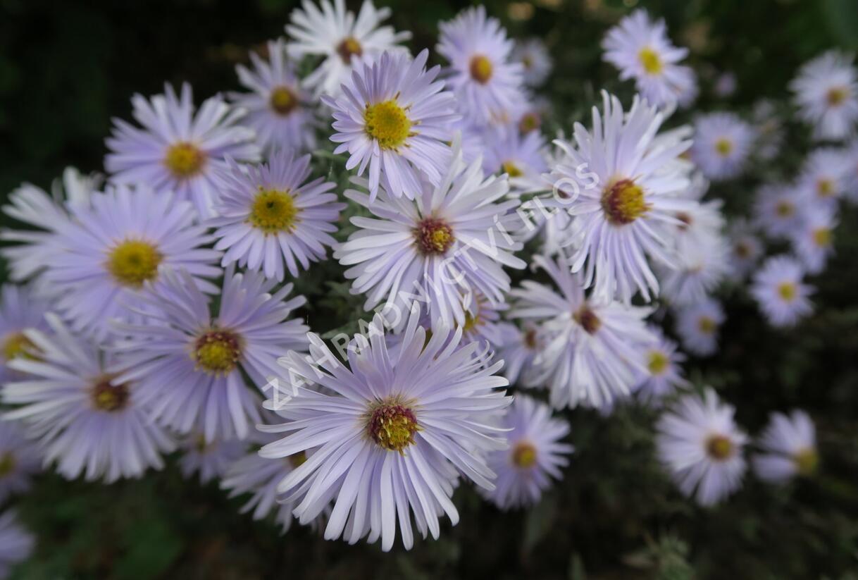 Hvězdnice keříčkovitá 'Silberteppich' - Aster dumosus 'Silberteppich'