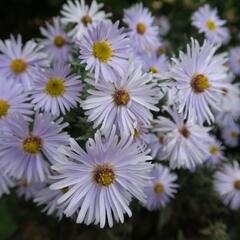 Hvězdnice keříčkovitá 'Silberteppich' - Aster dumosus 'Silberteppich'