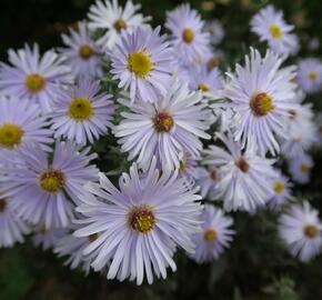 Hvězdnice keříčkovitá 'Silberteppich' - Aster dumosus 'Silberteppich'