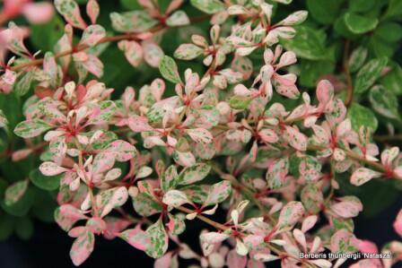 Dřišťál Thunbergův 'Natasza' - Berberis thunbergii 'Natasza'