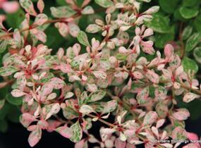 Dřišťál Thunbergův 'Natasza' - Berberis thunbergii 'Natasza'