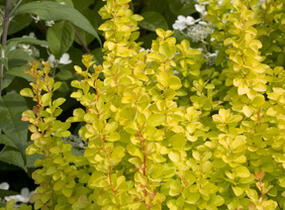 Dřišťál Thunbergův 'Maria' - Berberis thunbergii 'Maria'