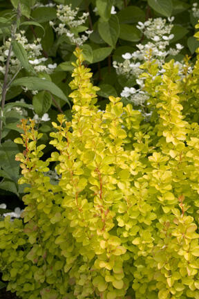 Dřišťál Thunbergův 'Maria' - Berberis thunbergii 'Maria'