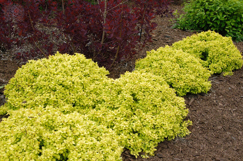 Dřišťál Thunbergův 'Golden Nugget' - Berberis thunbergii 'Golden Nugget'