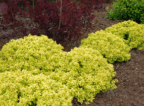 Dřišťál Thunbergův 'Golden Nugget' - Berberis thunbergii 'Golden Nugget'