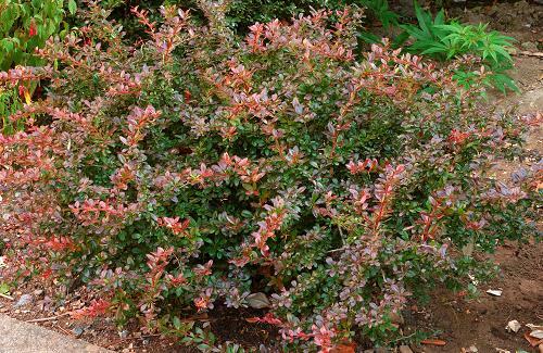 Dřišťál zimostrázový 'Red Jewel' - Berberis media 'Red Jewel'