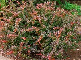 Dřišťál zimostrázový 'Red Jewel' - Berberis media 'Red Jewel'