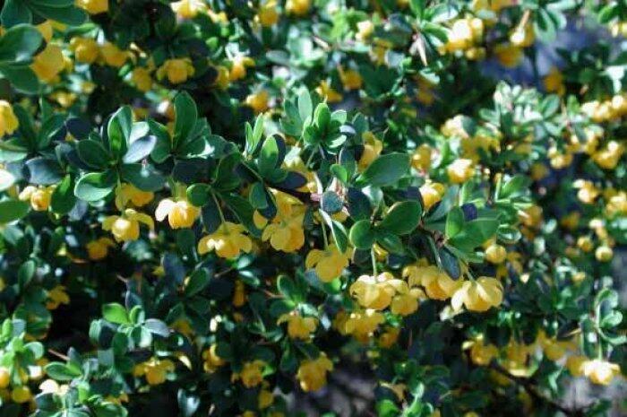 Dřišťál zimostrázový 'Jytte' - Berberis candidula 'Jytte'