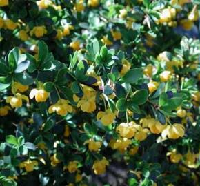 Dřišťál zimostrázový 'Jytte' - Berberis candidula 'Jytte'