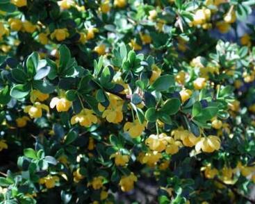 Dřišťál zimostrázový 'Jytte'