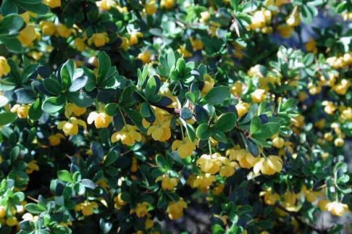 Dřišťál zimostrázový 'Jytte' - Berberis candidula 'Jytte'
