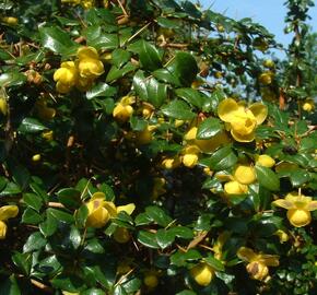 Dřišťál Frikartův 'Telstar' - Berberis frikartii 'Telstar'