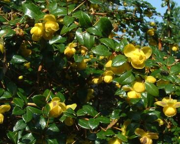 Dřišťál Frikartův 'Telstar'