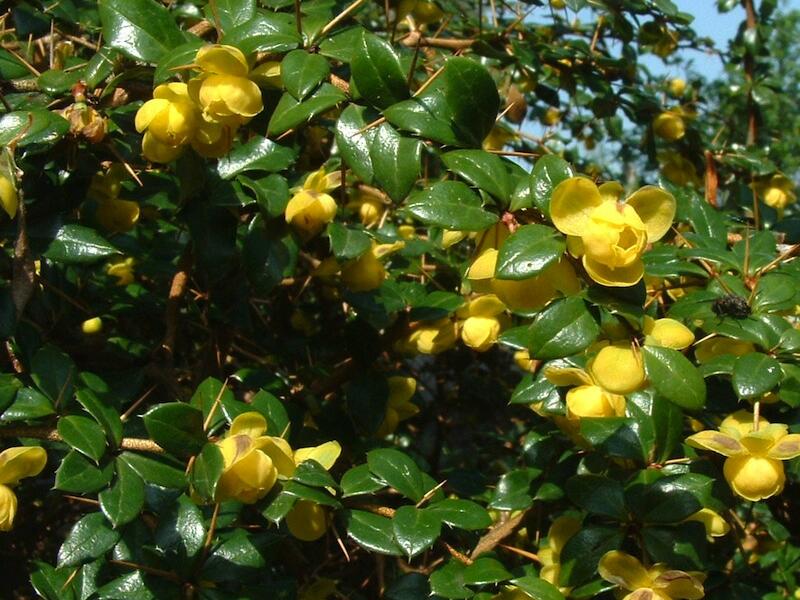 Dřišťál Frikartův 'Telstar' - Berberis frikartii 'Telstar'