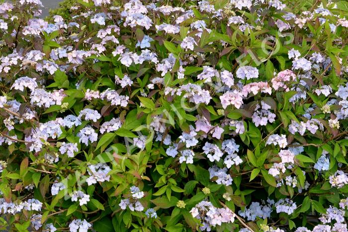 Hortenzie pilovitá 'Bluebird' - Hydrangea serrata 'Bluebird'