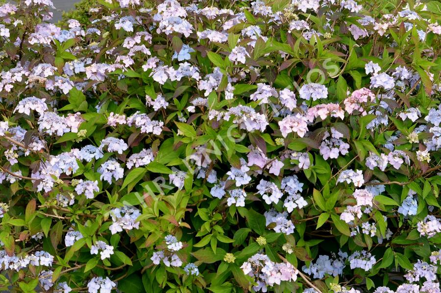 Hortenzie pilovitá 'Bluebird' - Hydrangea serrata 'Bluebird'