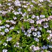 Hortenzie pilovitá 'Bluebird' - Hydrangea serrata 'Bluebird'