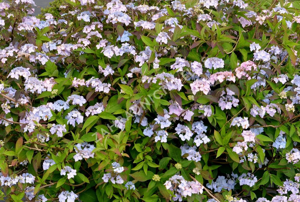Hortenzie pilovitá 'Bluebird' - Hydrangea serrata 'Bluebird'