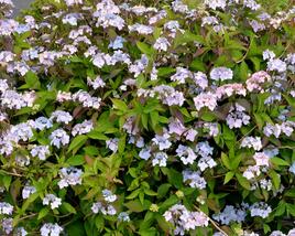 Hortenzie pilovitá 'Bluebird'