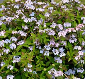 Hortenzie pilovitá 'Bluebird' - Hydrangea serrata 'Bluebird'