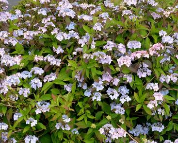 Hortenzie pilovitá 'Bluebird'
