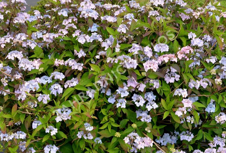 Hortenzie pilovitá 'Bluebird' - Hydrangea serrata 'Bluebird'