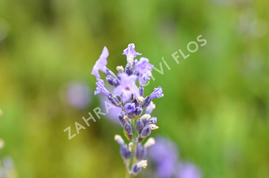 Levandule úzkolistá 'Dwarf Blue' - Lavandula angustifolia 'Dwarf Blue'