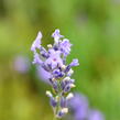 Levandule úzkolistá 'Dwarf Blue' - Lavandula angustifolia 'Dwarf Blue'