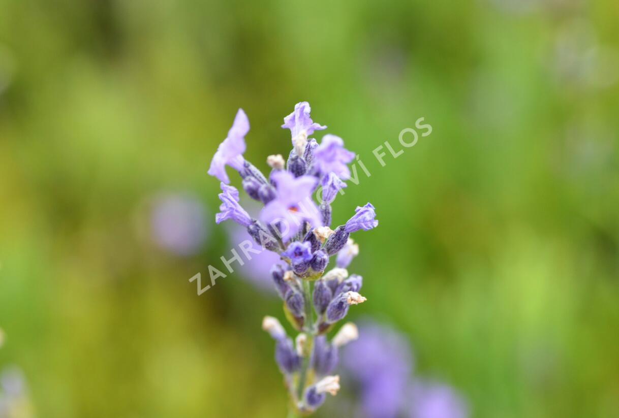 Levandule úzkolistá 'Dwarf Blue' - Lavandula angustifolia 'Dwarf Blue'