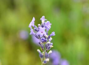 Levandule úzkolistá 'Dwarf Blue' - Lavandula angustifolia 'Dwarf Blue'