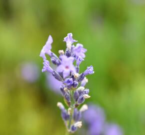 Levandule úzkolistá 'Dwarf Blue' - Lavandula angustifolia 'Dwarf Blue'