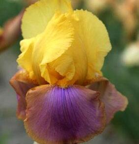 Kosatec německý 'Sunset Sky'