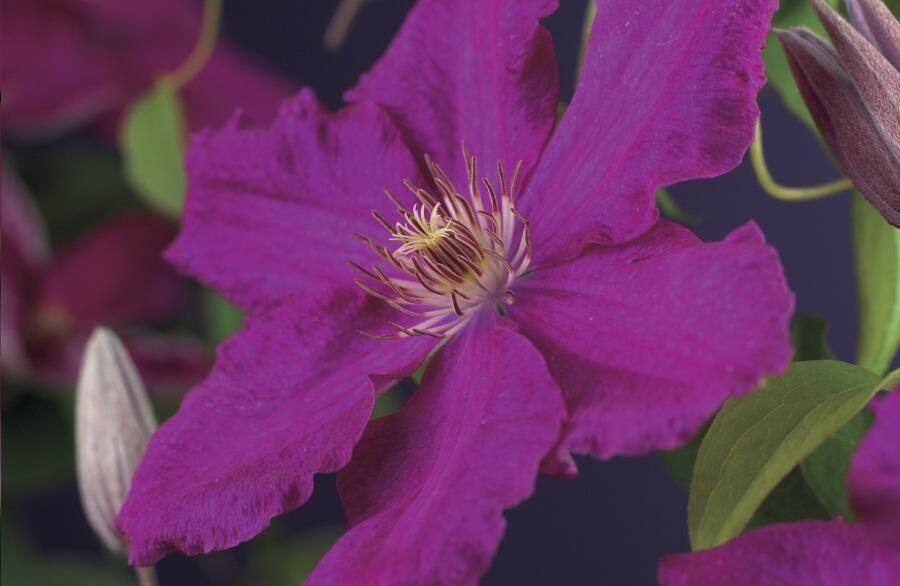 Plamének 'Ernest Markham' - Clematis 'Ernest Markham'