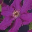 Plamének 'Ernest Markham' - Clematis 'Ernest Markham'