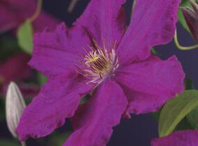 Plamének 'Ernest Markham' - Clematis 'Ernest Markham'