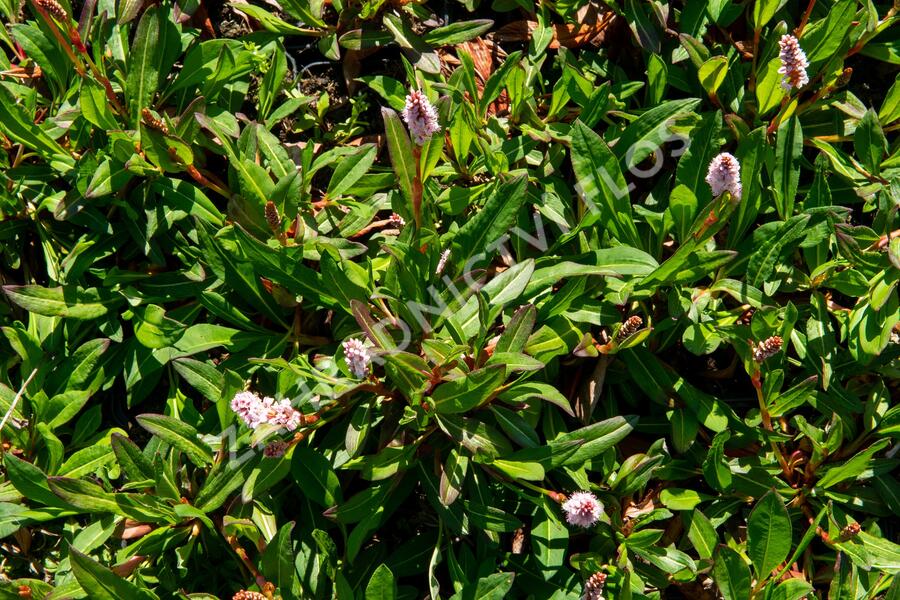 Rdesno 'Darjeeling Red' - Bistorta affinis 'Darjeeling Red'