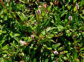 Rdesno 'Darjeeling Red' - Bistorta affinis 'Darjeeling Red'