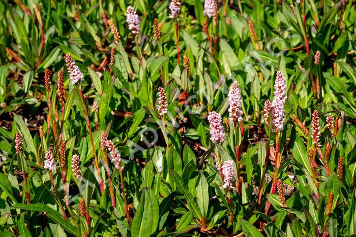 Rdesno 'Darjeeling Red' - Bistorta affinis 'Darjeeling Red'