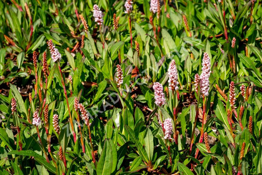 Rdesno 'Darjeeling Red' - Bistorta affinis 'Darjeeling Red'
